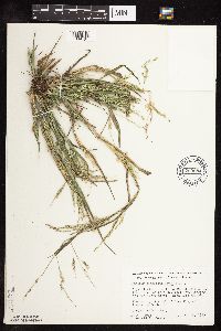 Panicum dichotomiflorum image