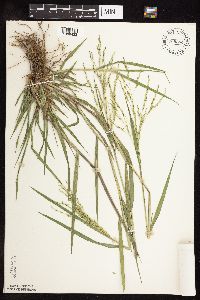 Panicum dichotomiflorum image