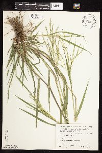 Panicum dichotomiflorum image