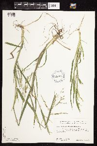 Panicum dichotomiflorum image