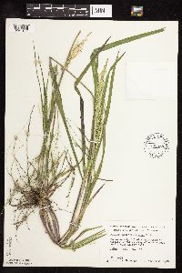 Panicum dichotomiflorum image