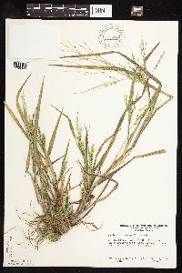 Panicum dichotomiflorum image