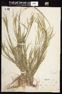 Panicum dichotomiflorum image