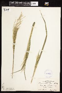 Panicum dichotomiflorum image