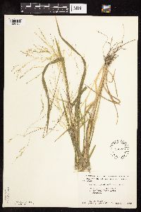 Panicum dichotomiflorum image