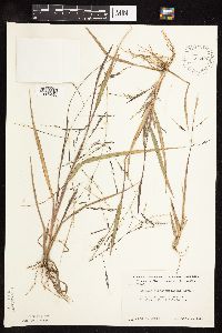 Panicum dichotomiflorum image