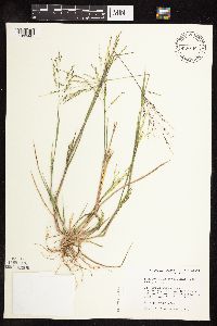 Panicum dichotomiflorum image