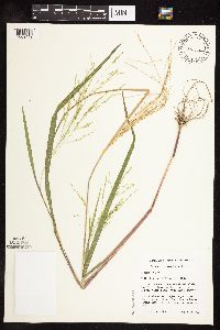 Panicum dichotomiflorum image