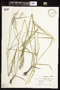 Panicum dichotomiflorum image