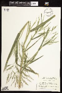 Panicum dichotomiflorum image