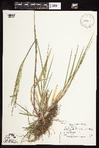 Panicum dichotomiflorum image