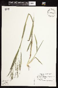 Panicum dichotomiflorum image