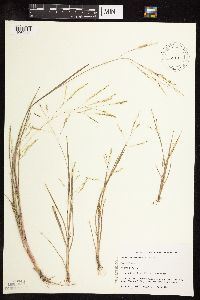 Panicum dichotomiflorum image