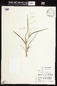 Panicum dichotomiflorum image