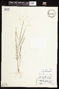 Panicum dichotomiflorum image