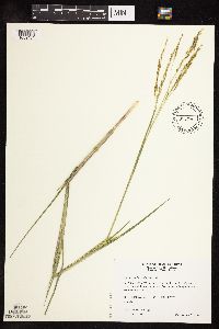 Panicum dichotomiflorum image