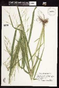 Panicum dichotomiflorum image