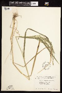 Panicum dichotomiflorum image