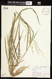 Panicum dichotomiflorum image