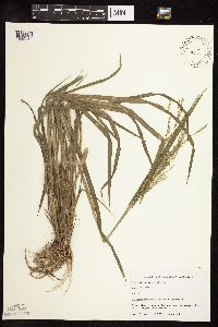 Panicum dichotomiflorum image
