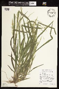Panicum dichotomiflorum image