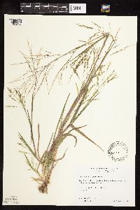 Panicum dichotomiflorum image