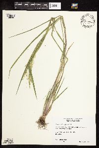 Panicum dichotomiflorum image