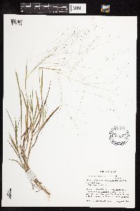 Digitaria cognata image