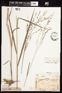 Panicum virgatum image