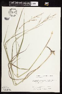 Panicum virgatum image