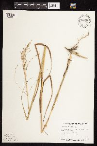 Panicum virgatum image