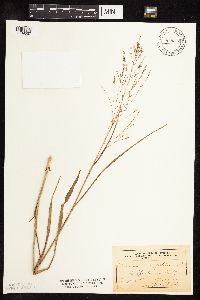 Panicum virgatum image