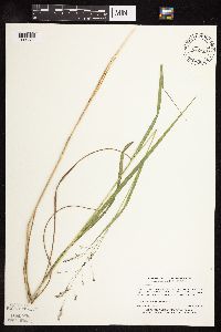 Panicum virgatum image
