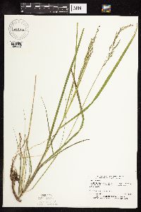 Panicum virgatum image
