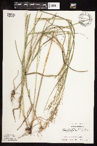 Panicum virgatum image