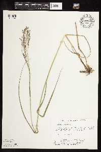 Panicum virgatum image