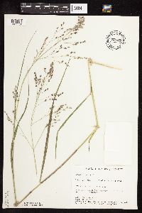 Panicum virgatum image