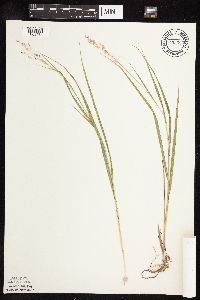 Panicum virgatum image