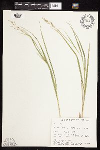 Panicum virgatum image