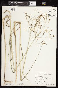 Panicum virgatum image