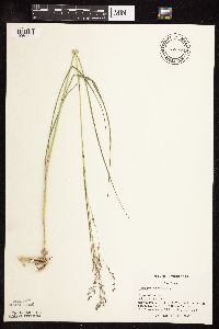 Panicum virgatum image