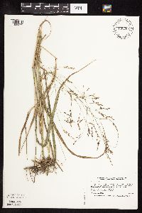 Panicum virgatum image