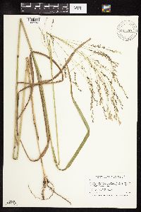 Panicum virgatum image
