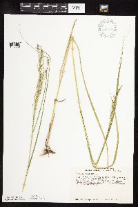 Panicum virgatum image