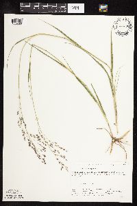 Panicum virgatum image