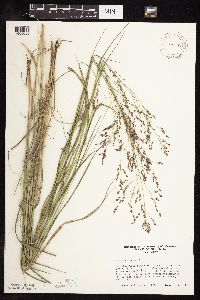 Panicum virgatum image
