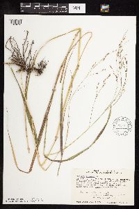 Panicum virgatum image