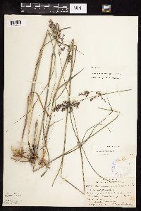 Panicum virgatum image