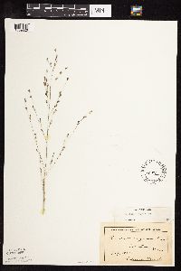 Panicum virgatum image