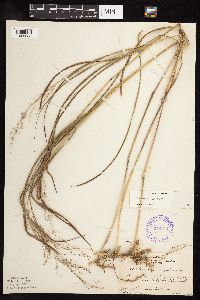 Panicum virgatum image